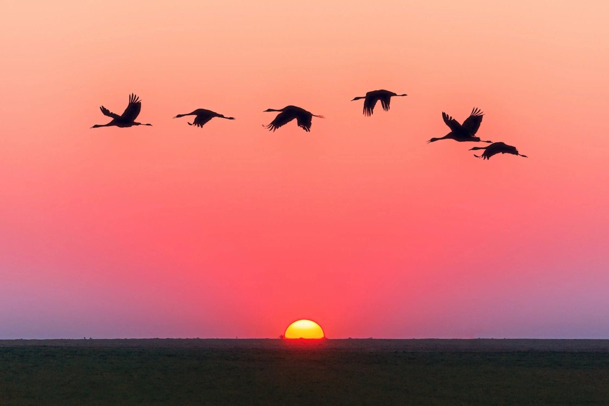 silhouetted birds flying against a vibrant sunset sky with a visible sun dipping below the horizon