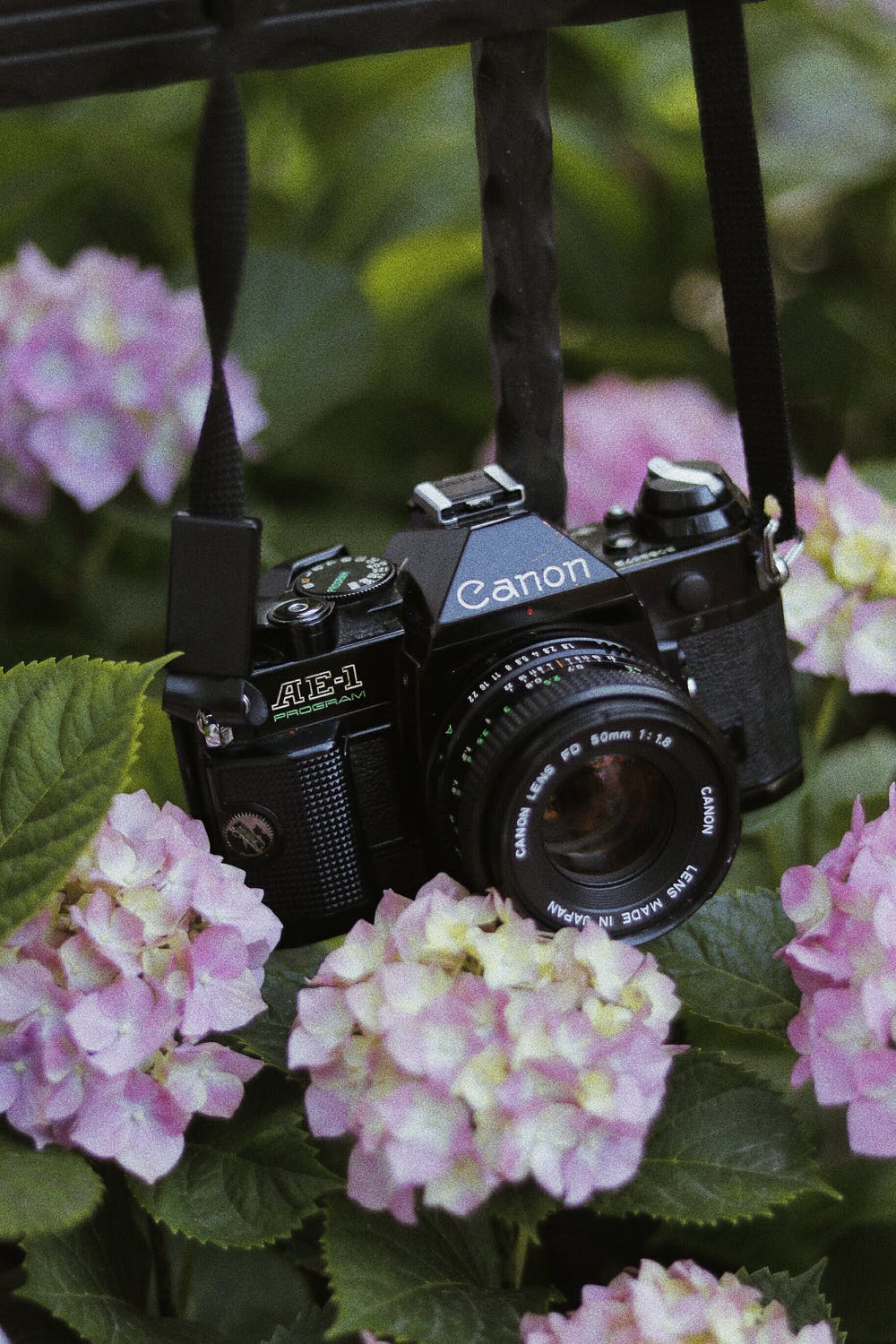 Black Canon AE-1 camera hanging on flowers in soft focus background.