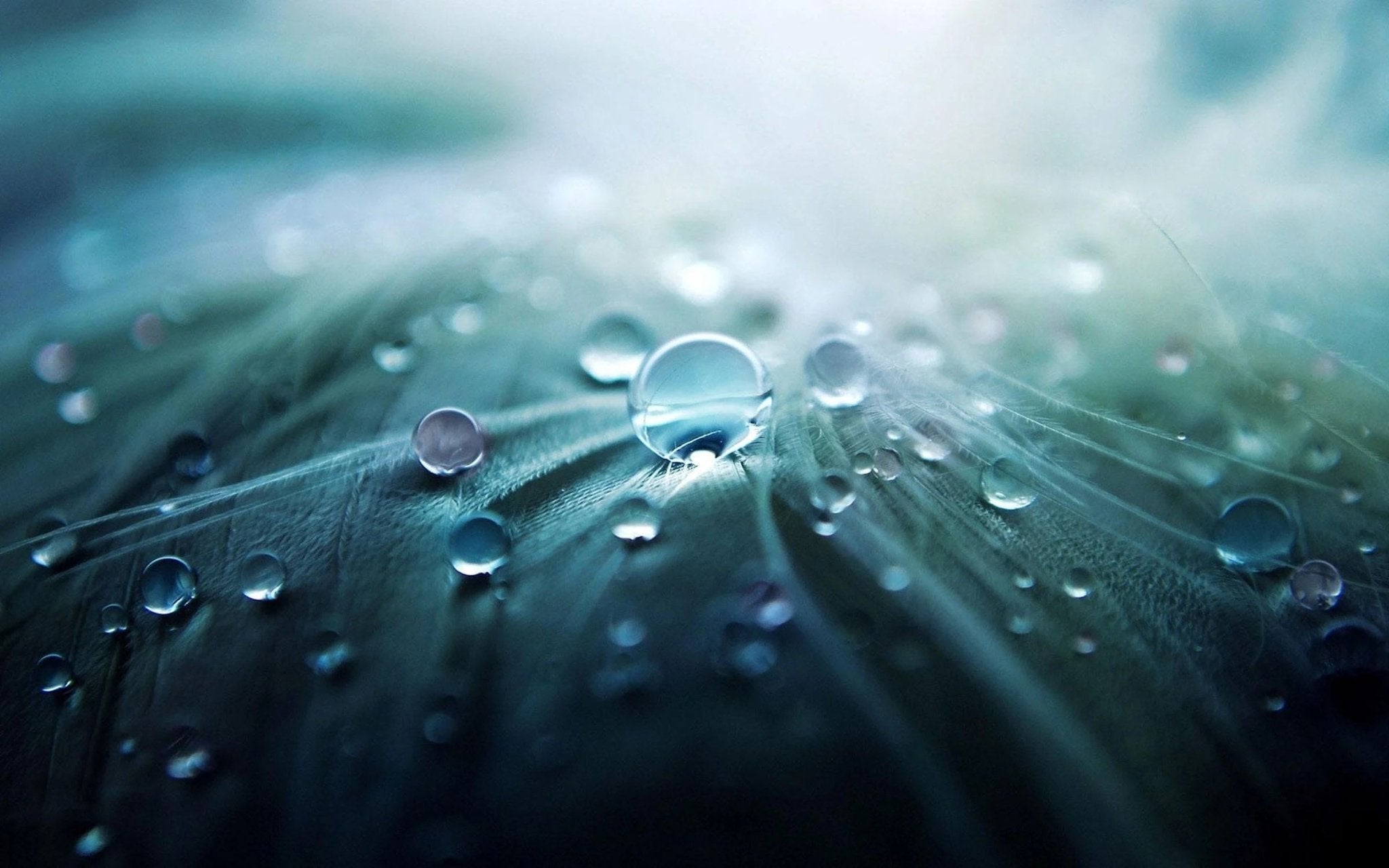 Close-up of droplets on a leaf with soft focus and a dreamy blue background.