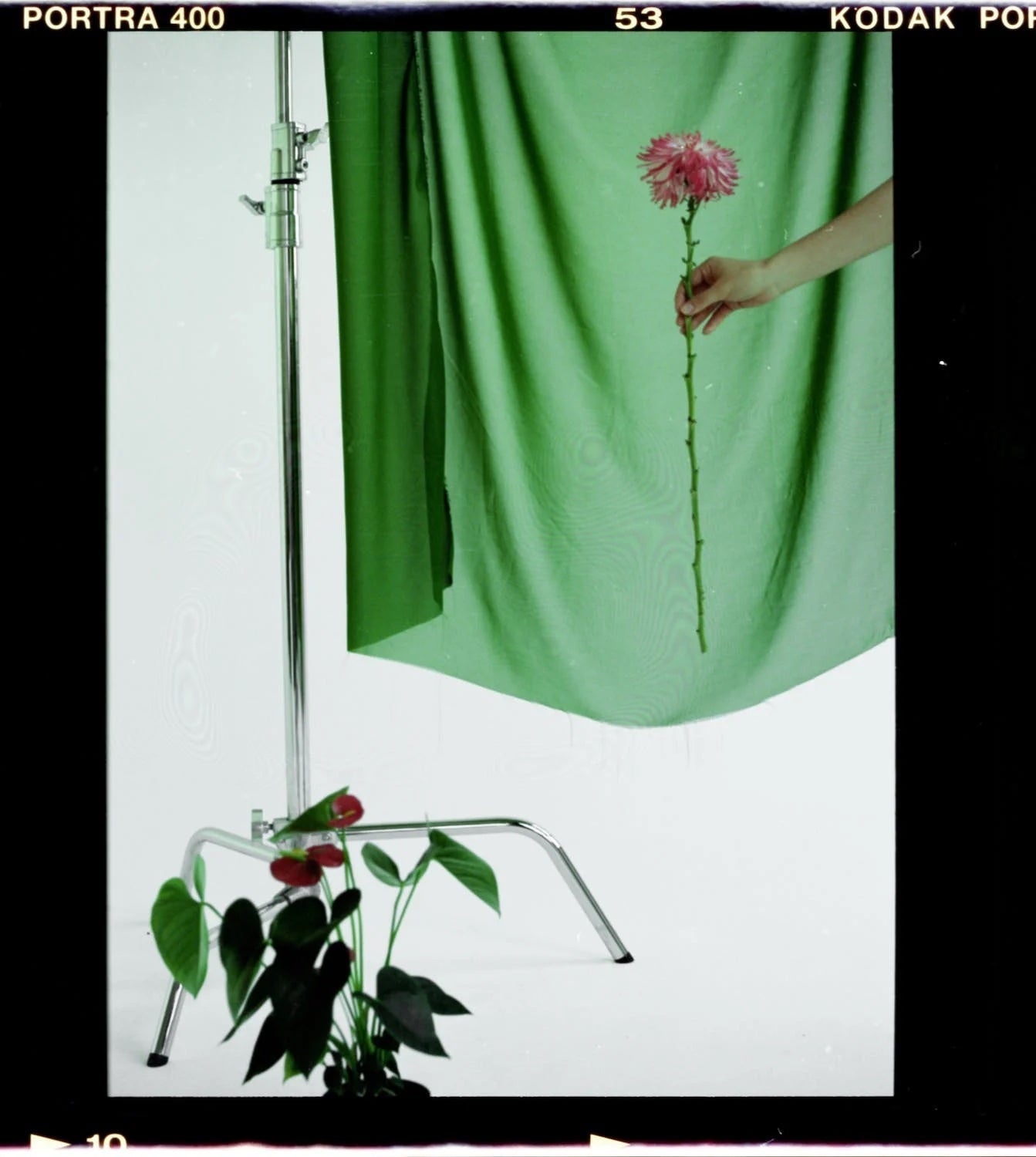 Hand holding flower in front of green backdrop with potted plants below.
