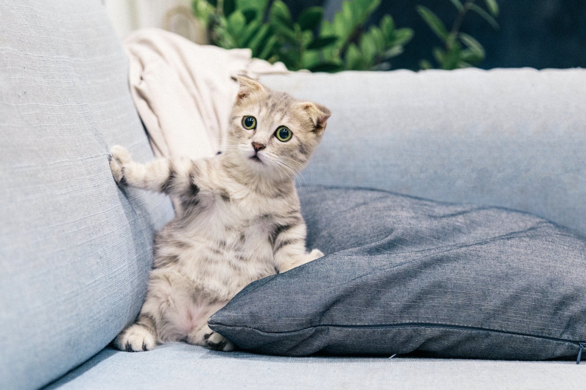 How to Photograph Cats - B&C Camera
