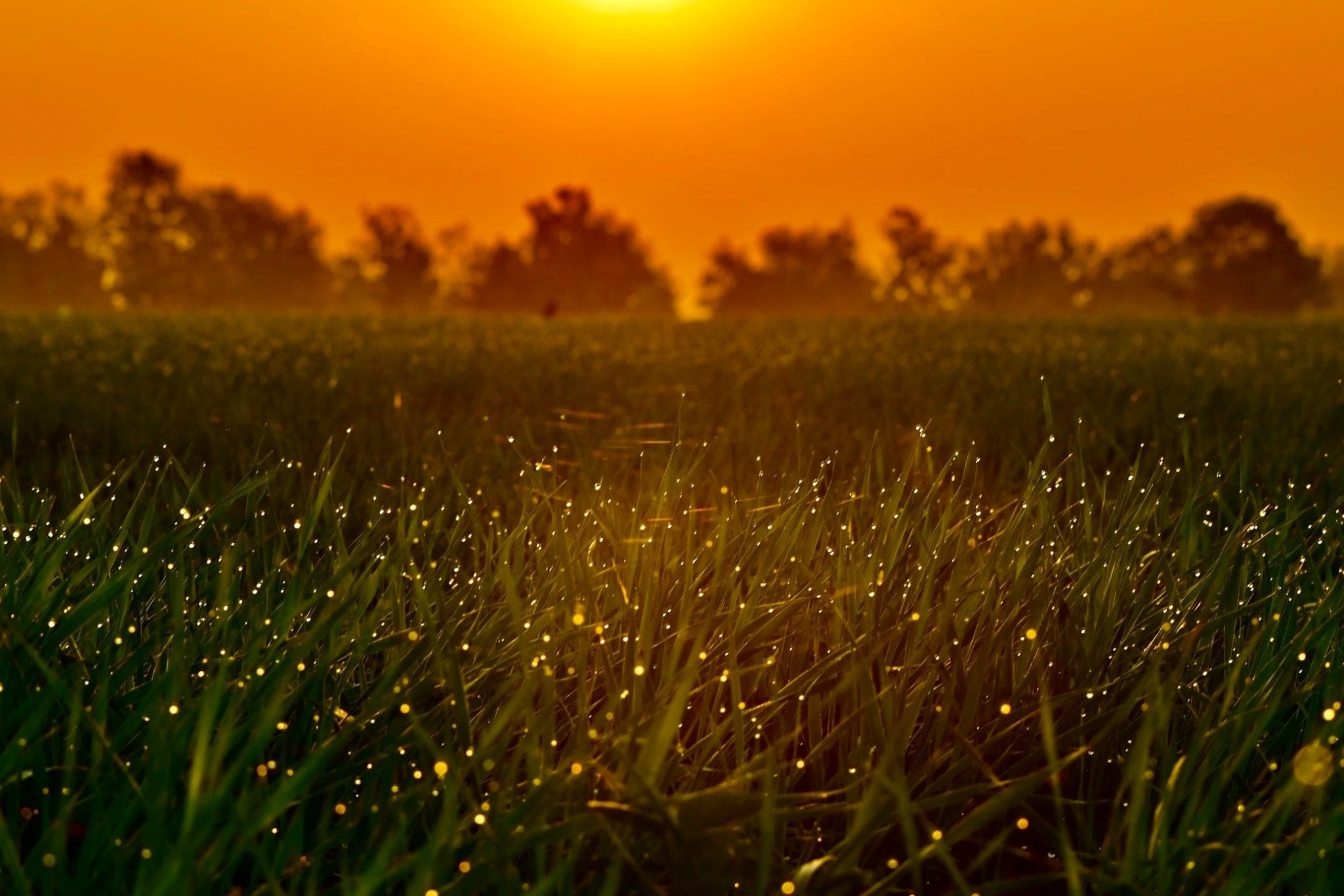 Golden sunset over a grassy field dotted with soft glowing lights.