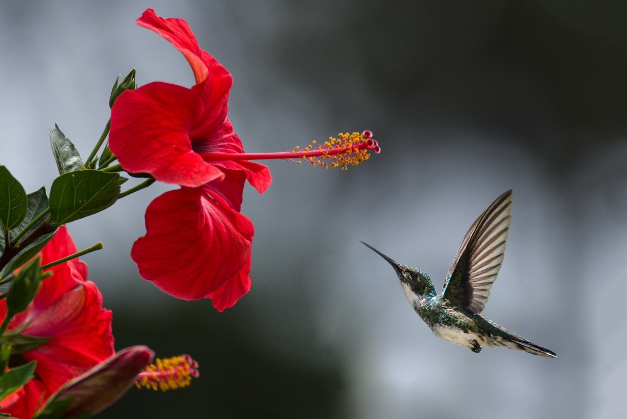 Colorful hummingbird hovering near a vibrant red hibiscus flower.