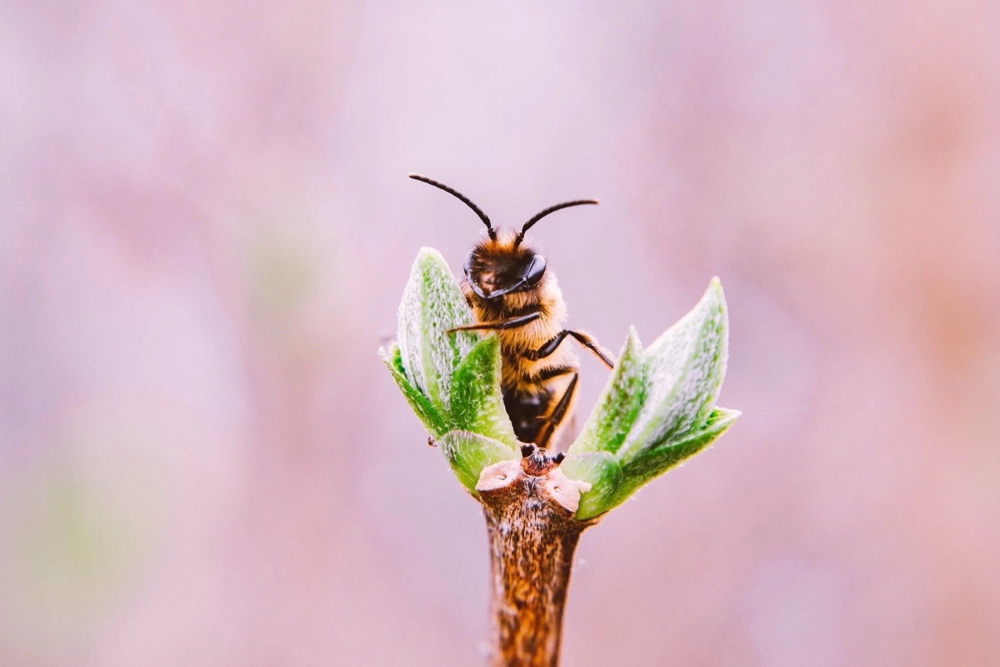Close-up of a bee perched on green plant leaves with a blurred background.