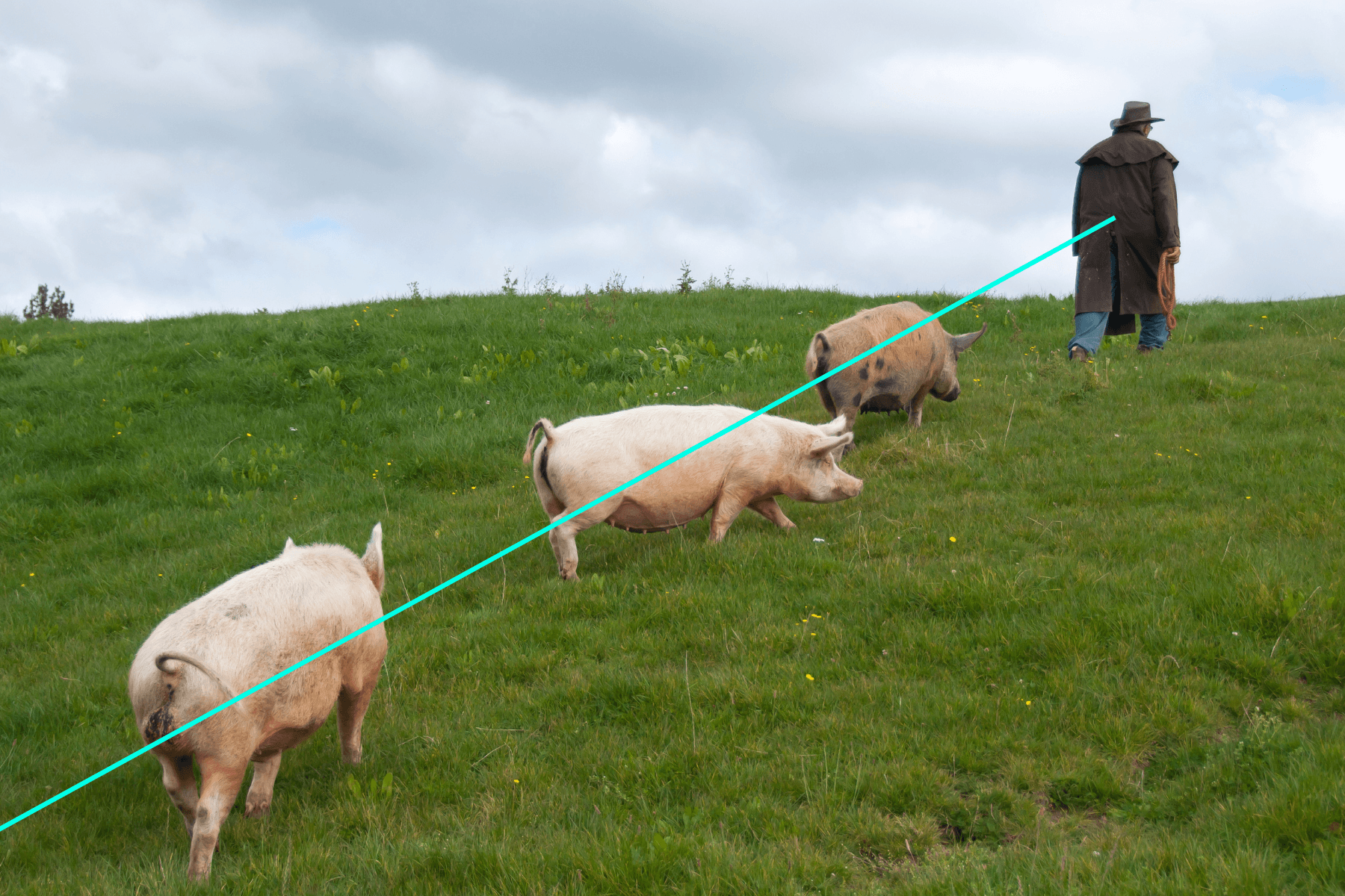 Gray pigs following a person in a coat up a green hill with dramatic clouds.