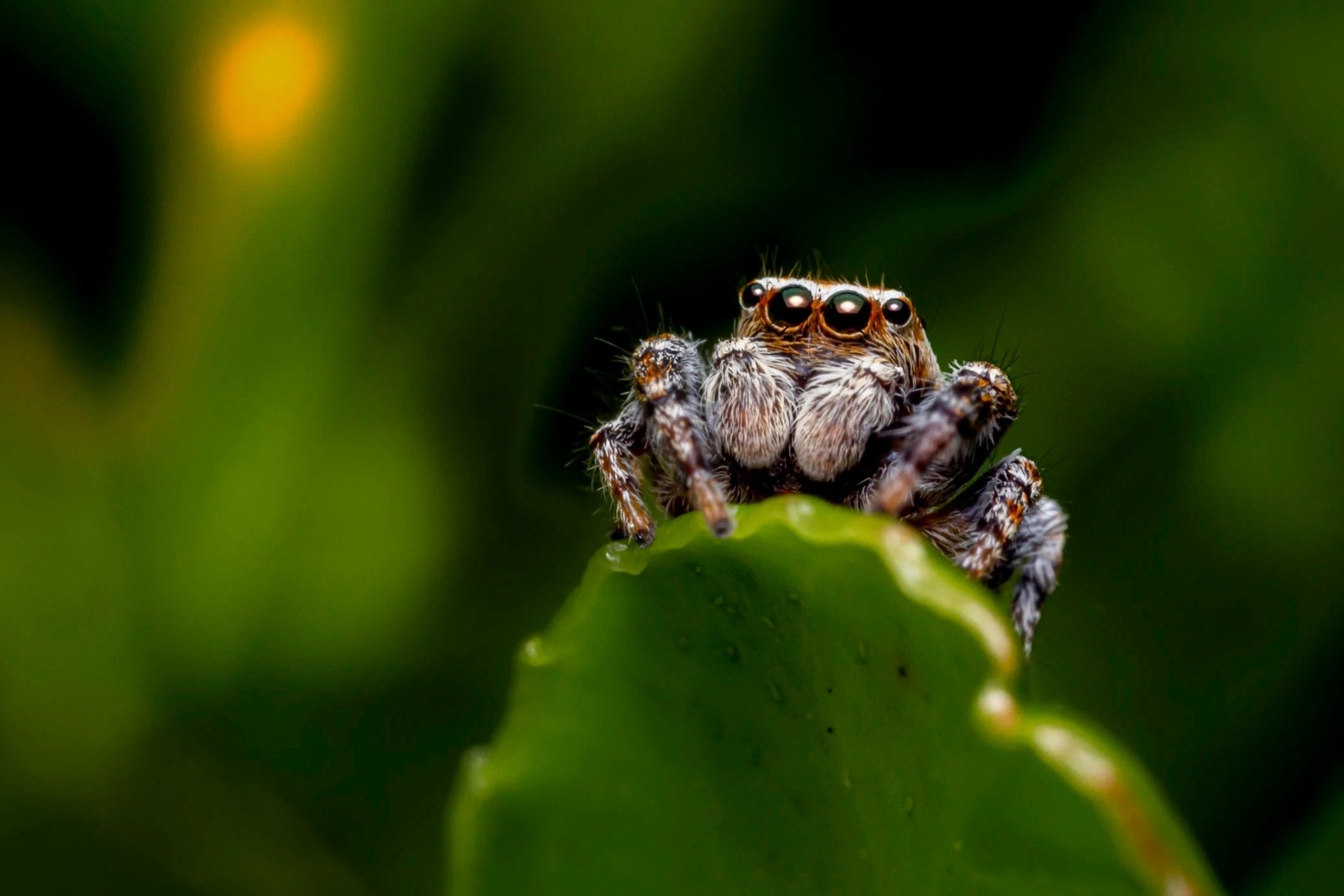 Insect Photography - B&C Camera