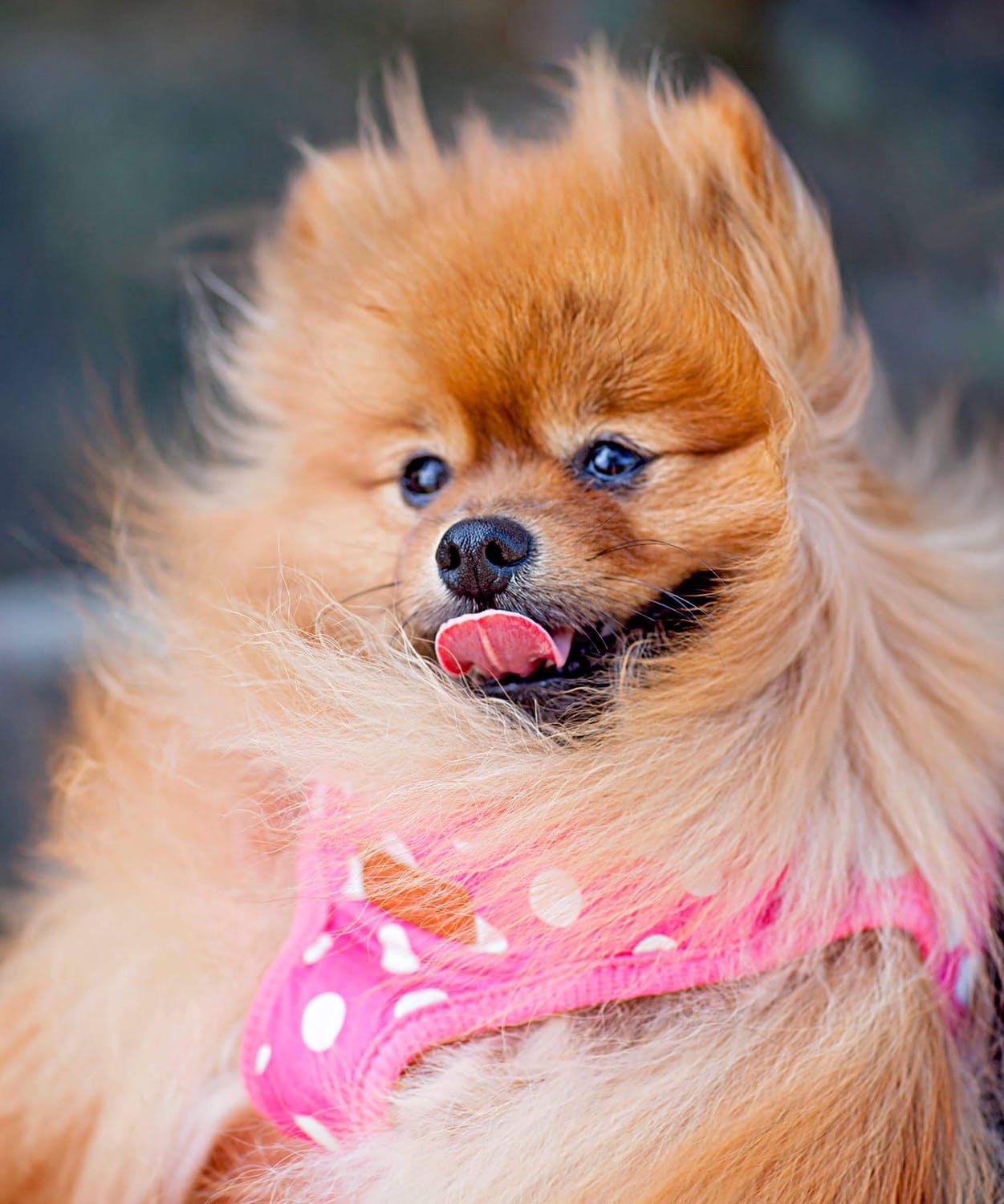 Fluffy orange Pomeranian wearing a pink polka dot harness with its tongue out.