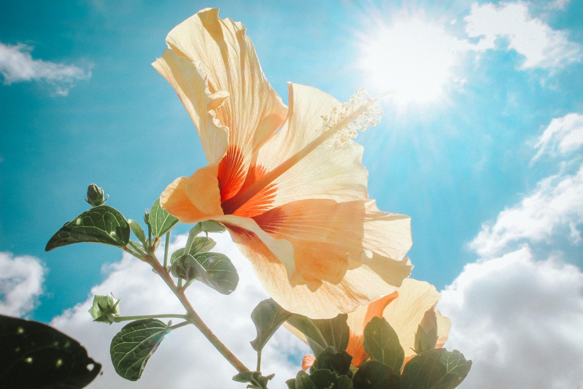 Peach hibiscus flower against a bright blue sky with sunlight shining through.