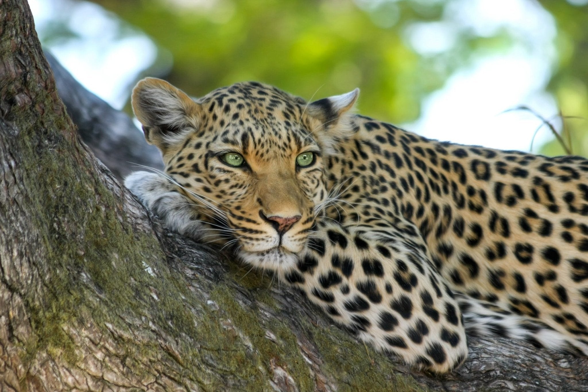 Spotted leopard resting on a tree branch with green foliage in the background.