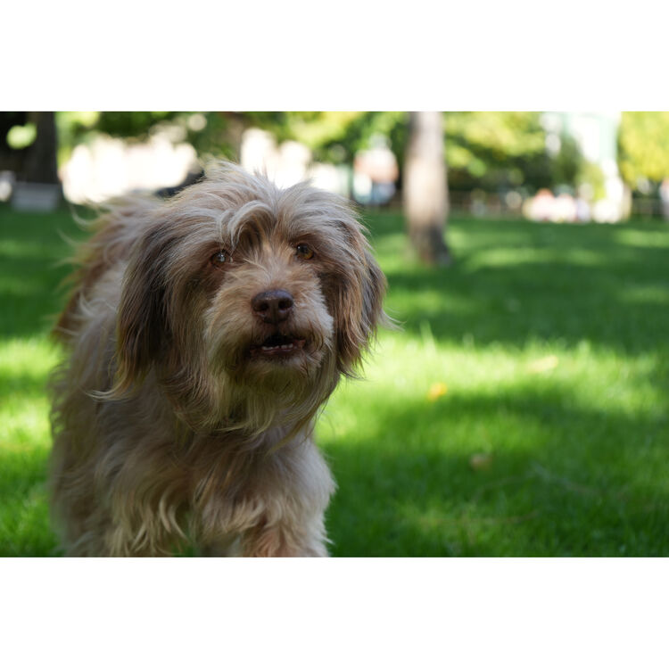 Sony FE 28-70mm f/3.5-5.6 OSS II Lens (Sony E)