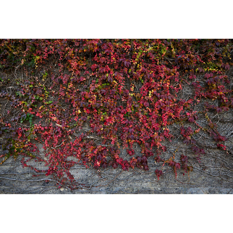 Sigma 15mm f/1.4 DC Contemporary Lens