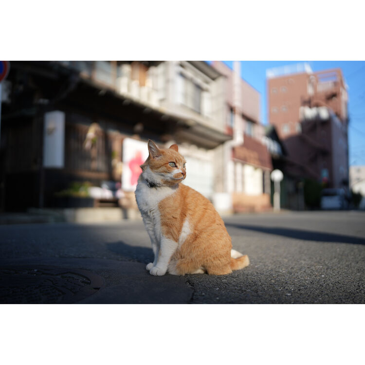 Sigma 35mm f/1.4 DG II Art Lens