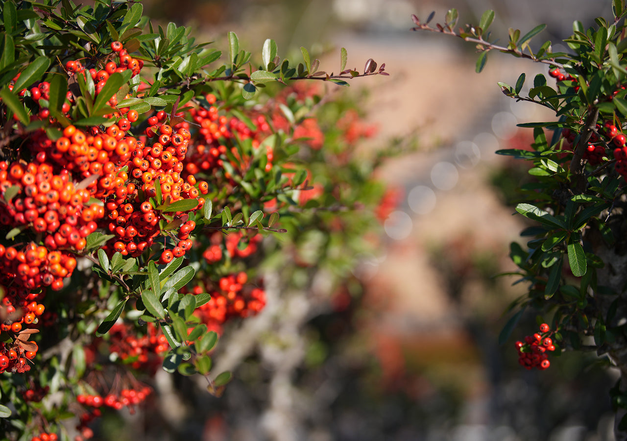 Shop Nikon NIKKOR Z 70-200mm f/2.8 VR S II Lens (Nikon Z) by Nikon at B&C Camera