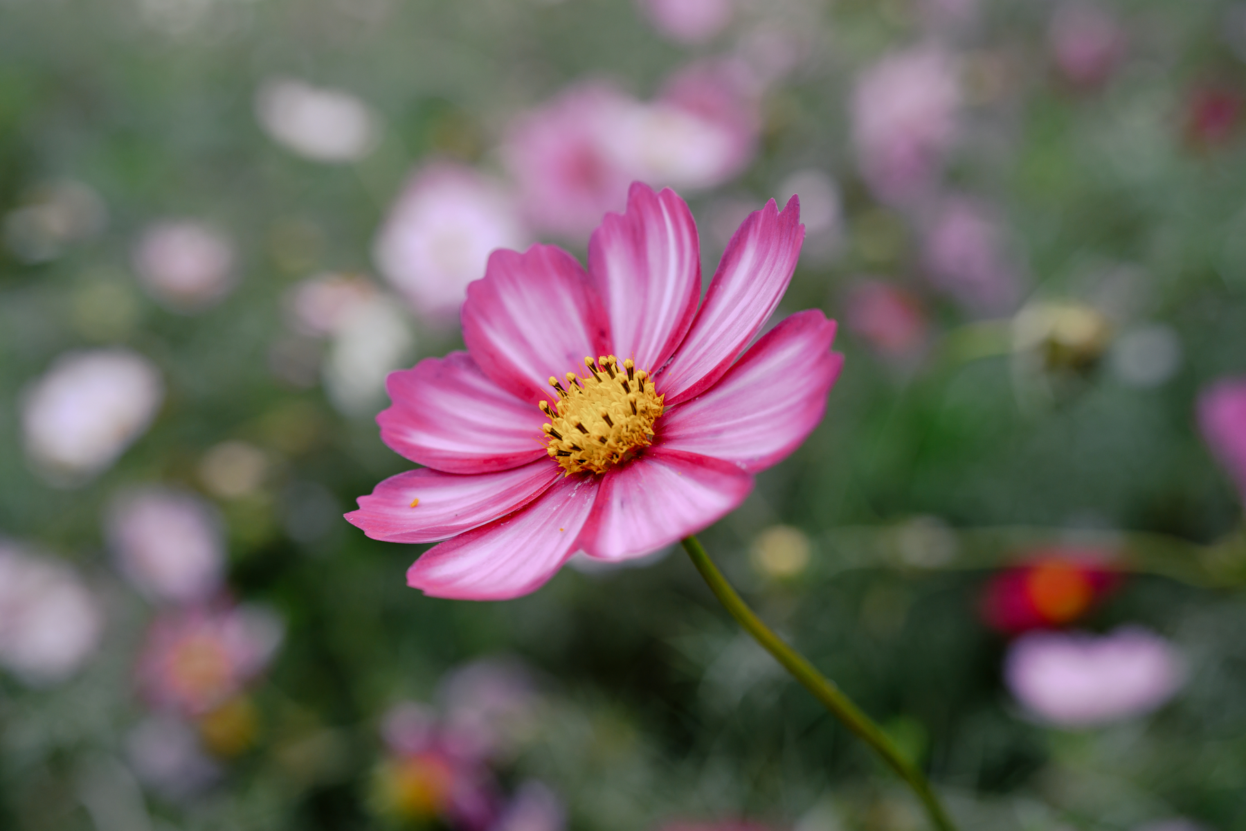 Nikon NIKKOR Z 24-105mm f/4-7.1 Lens