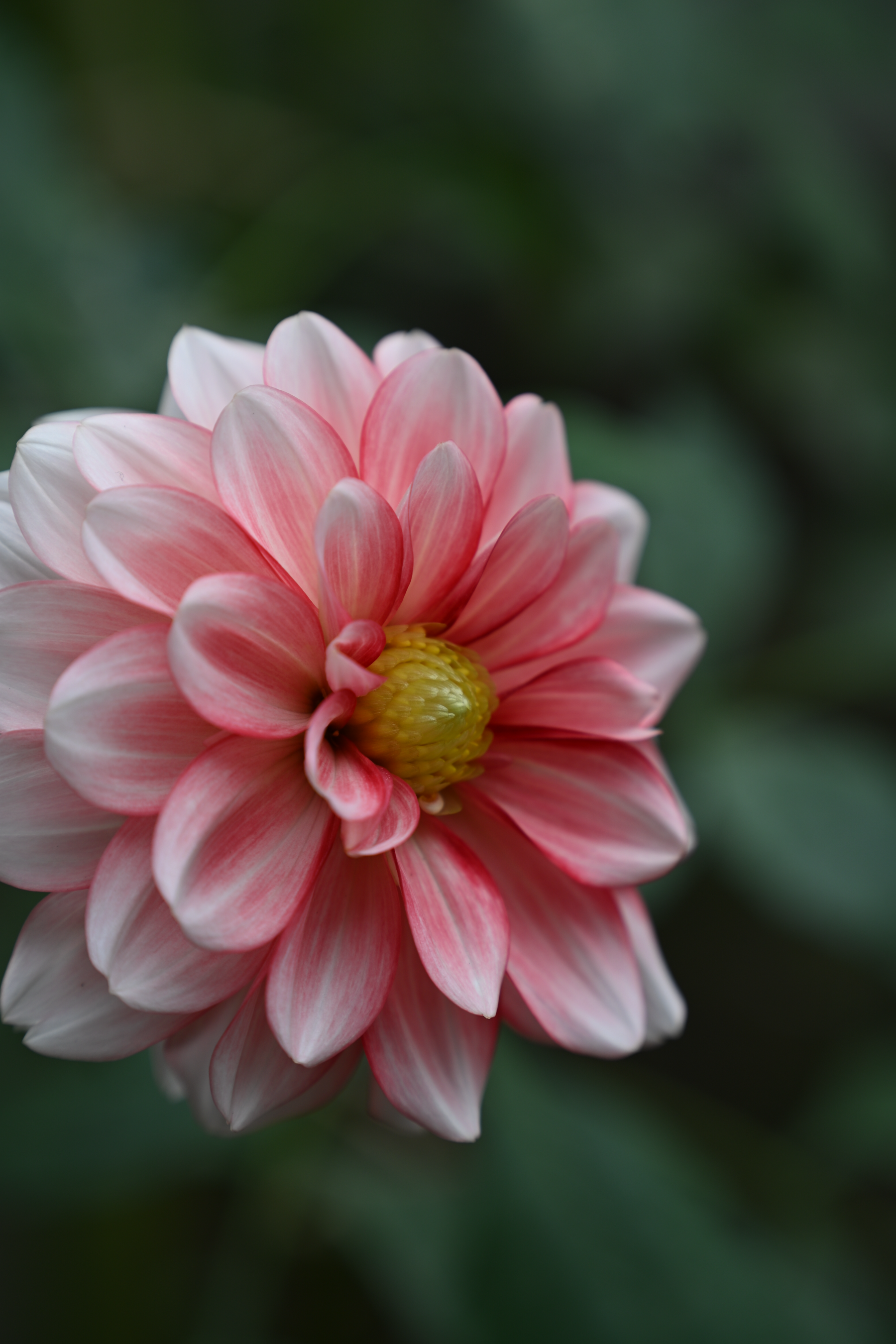 Nikon NIKKOR Z 24-105mm f/4-7.1 Lens