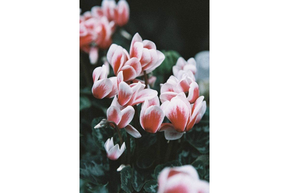 Shop Lomography LomoChrome Color ’92 110 ISO 400 (110 Cartridge, 24 Exposures) by lomography at B&C Camera