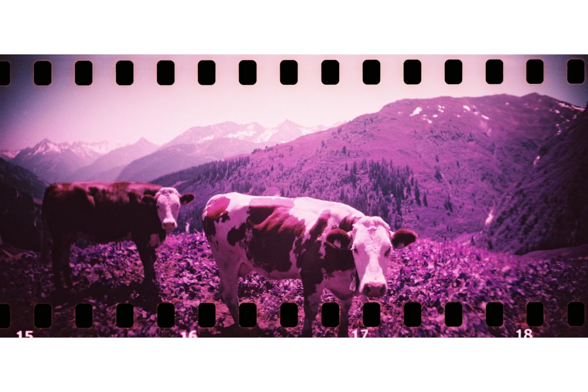 Lomography Sprocket Rocket 35 mm Panoramic Camera Bittersweet - B&C Camera