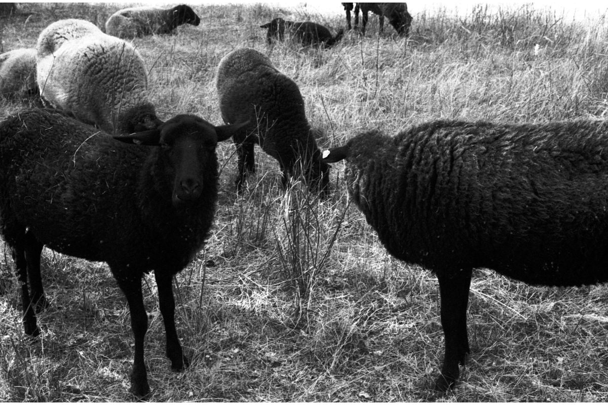 Shop Lomography Monochrome Duet B&W Starter 35mm by lomography at B&C Camera
