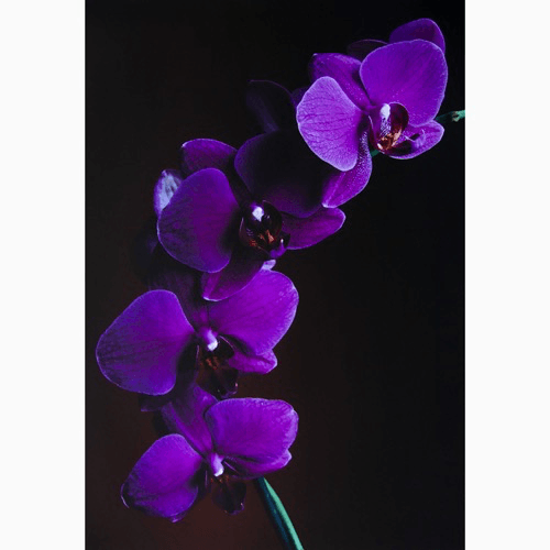 Shop Matte 65 Paper 8.5"x11" - 100 Sheets by Promaster at B&C Camera