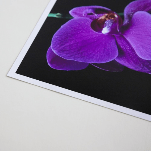 Shop Promaster Matte 65 Paper 17"x22" - 20 Sheets by Promaster at B&C Camera