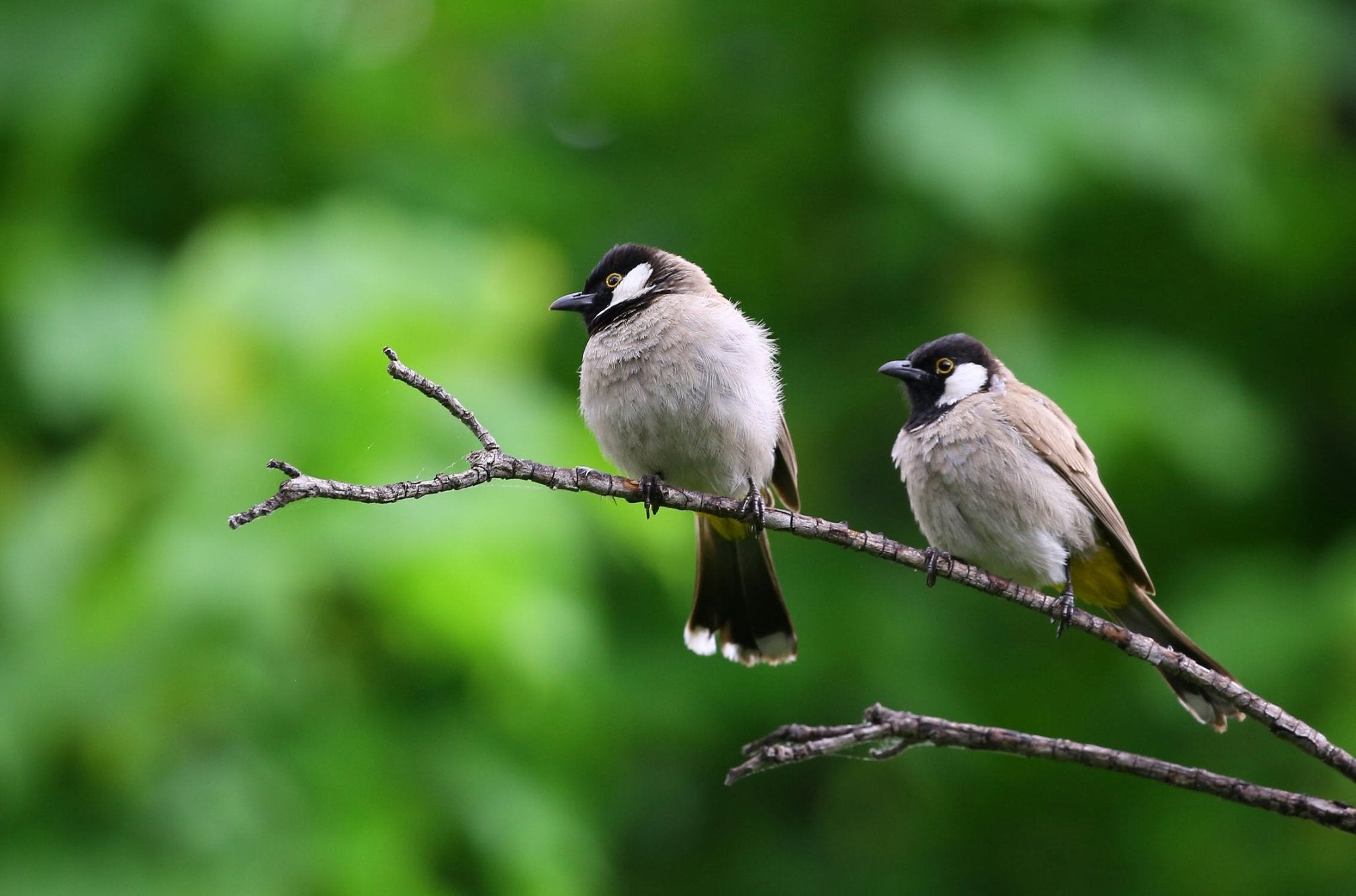 Two birds perched on a branch with green foliage in the background.