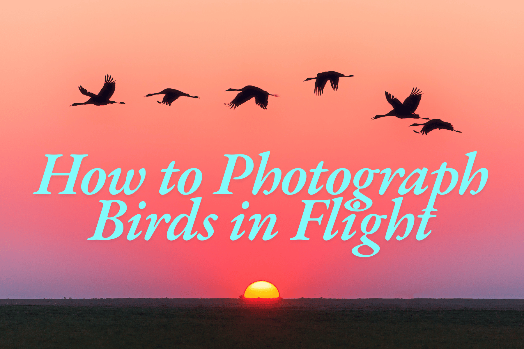 How to Photograph Birds in Flight: Tips for Capturing the Perfect Shot - B&C Camera