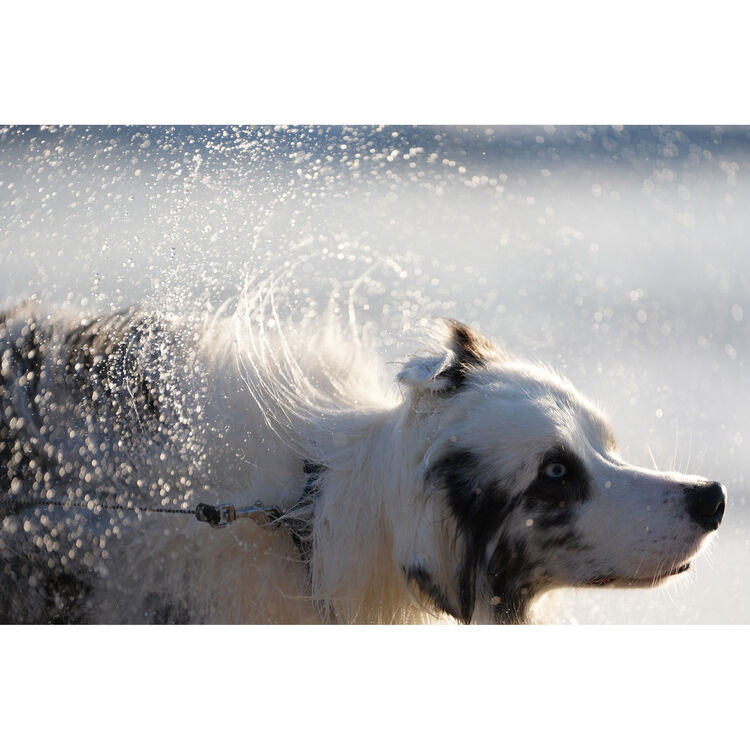 Sony a7 V Mirrorless Camera