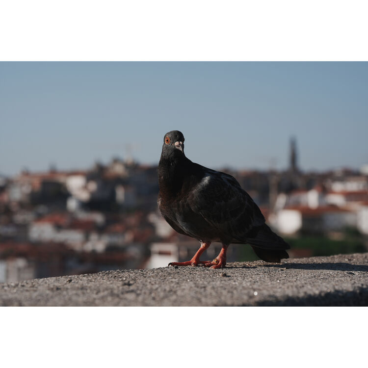 Sony a7 V Mirrorless Camera