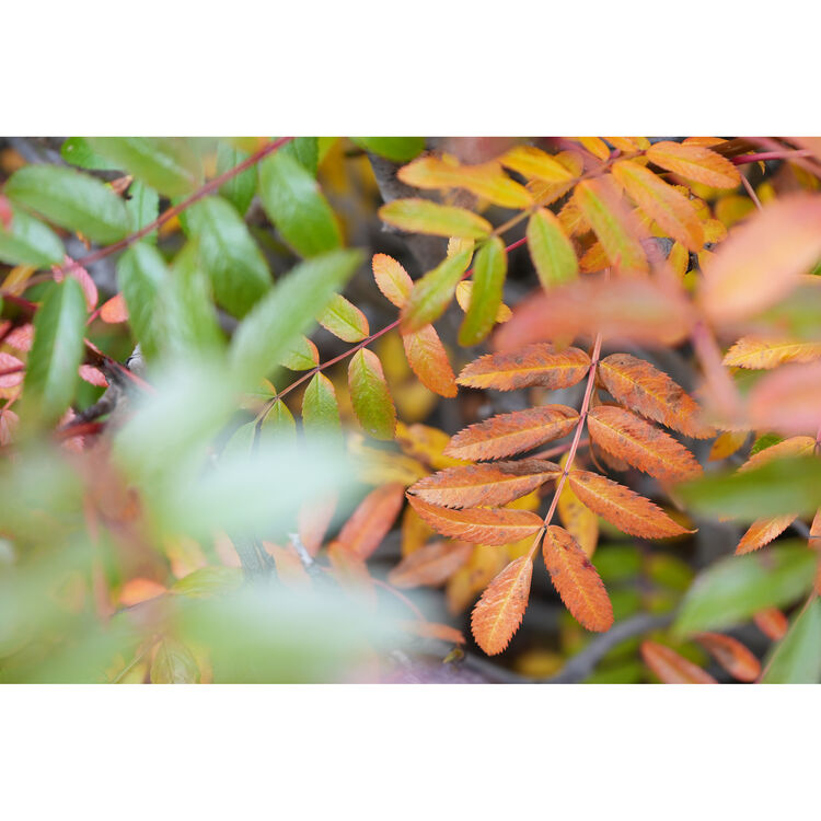 Sony FE 28-70mm f/3.5-5.6 OSS II Lens (Sony E)