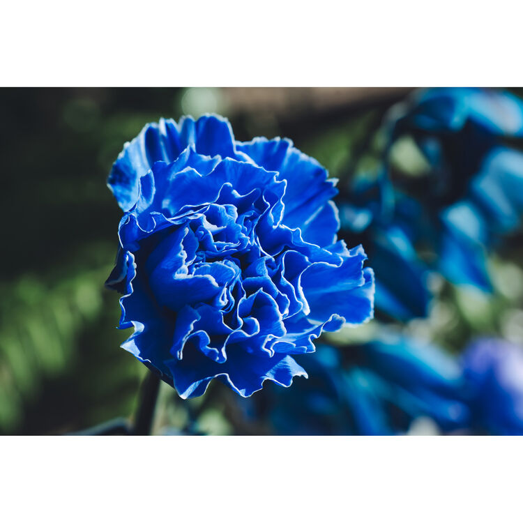 Tamron 17-70mm F/2.8 Di III-A RXD
