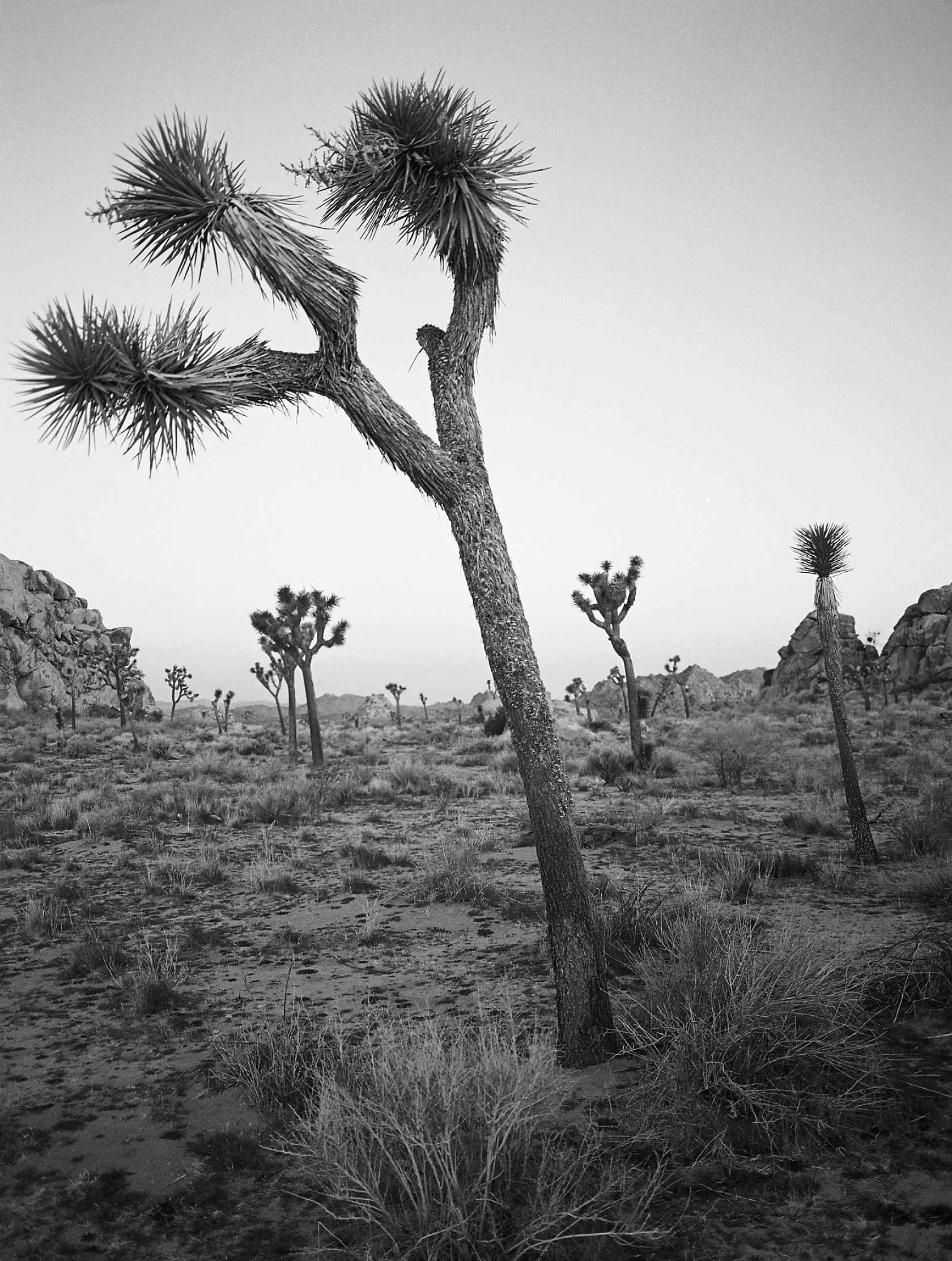 Kodak Eastman Ektapan 400 Black and White Negative Film (35mm Roll Film, 36 Exposures)