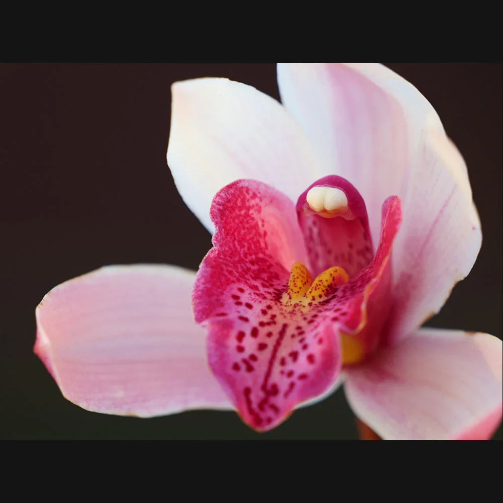 Panasonic Lumix S 70-300mm f/4.5-5.6 MACRO O.I.S. Lens