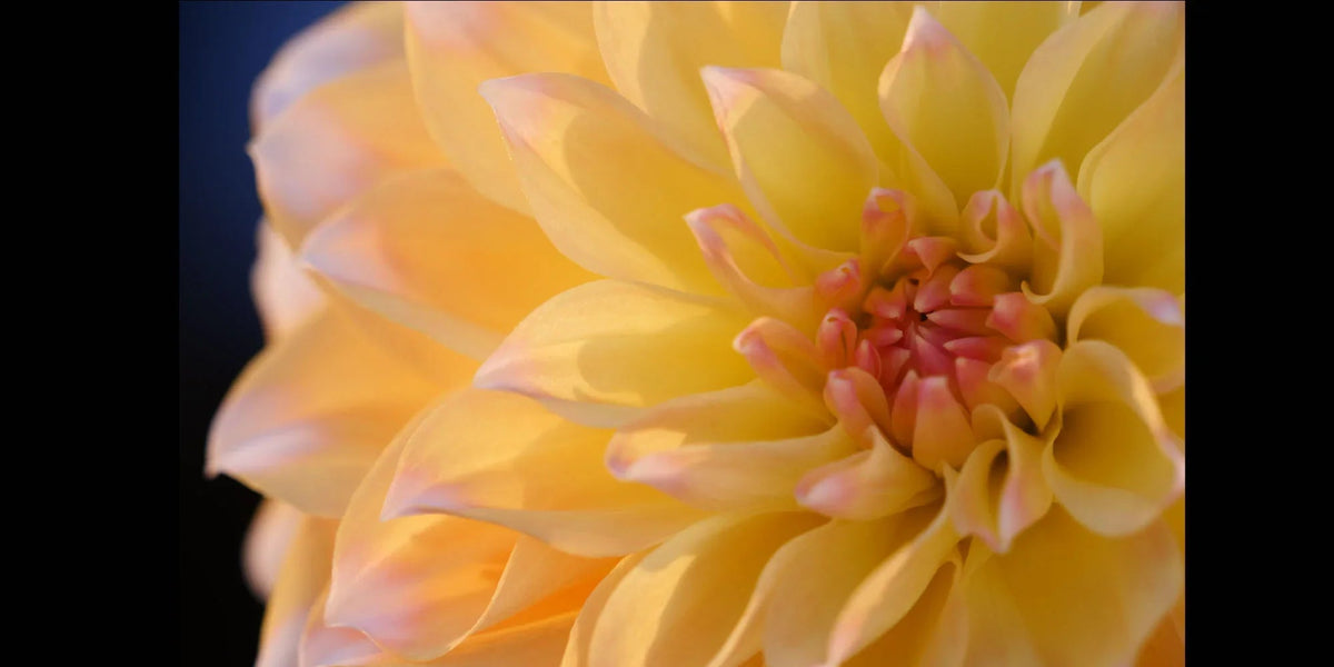 Panasonic Lumix S 70-300mm f/4.5-5.6 MACRO O.I.S. Lens