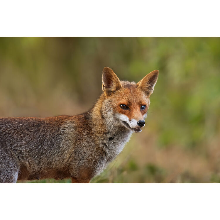Fujifilm FUJINON XF400mmF4.5 R LM OIS WR Lens