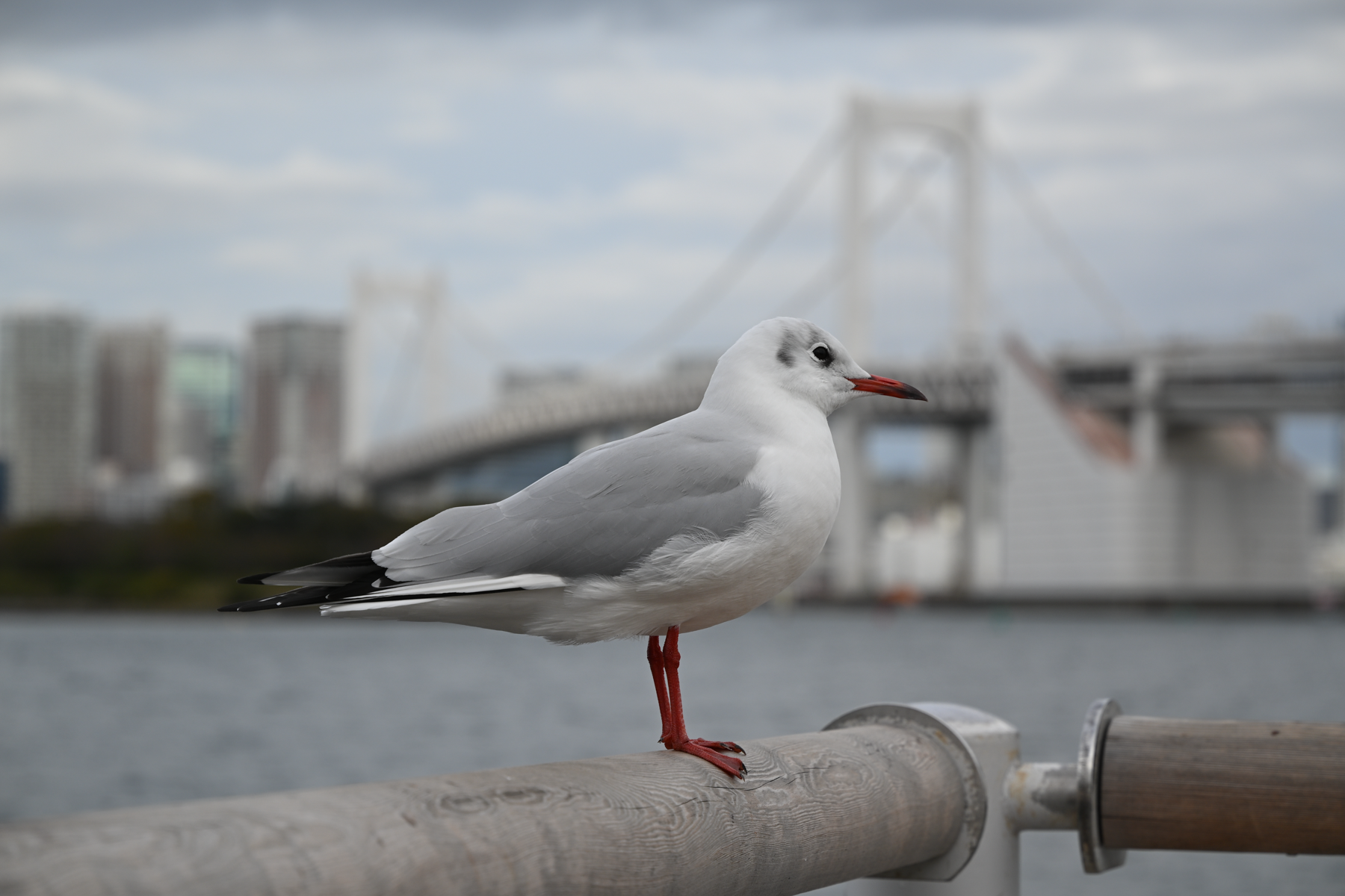 Nikon NIKKOR Z 24-105mm f/4-7.1 Lens