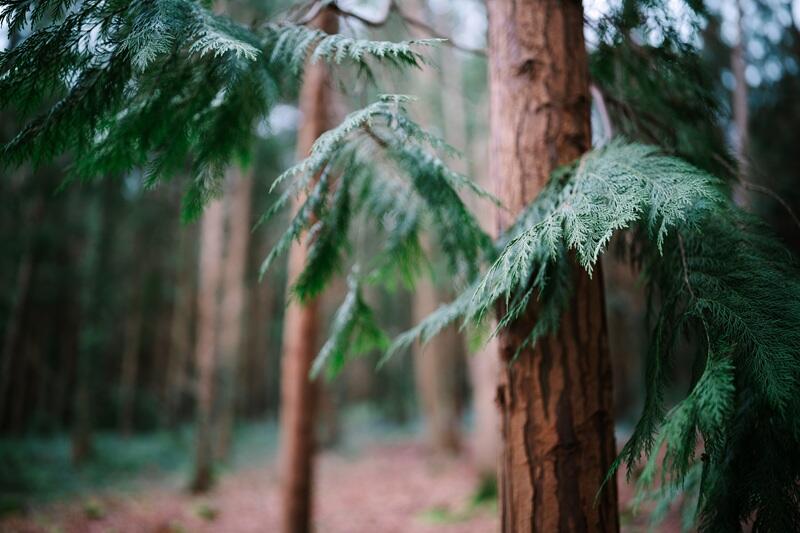 Sigma 35mm F1.2 DG II Art for Sony E Mount