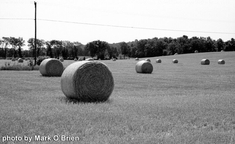 Film Photography Project 35mm BW Film - Jekyll/Hyde 100 (1 roll) - B&C Camera