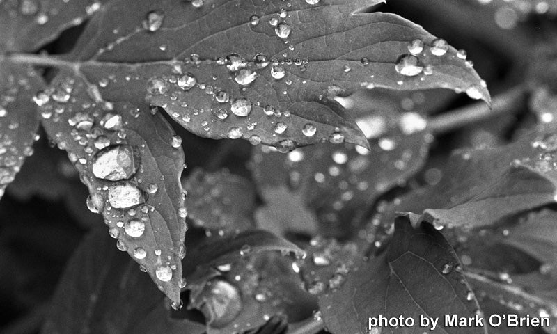 Film Photography Project 35mm BW Film - Jekyll/Hyde 100 (1 roll) - B&C Camera