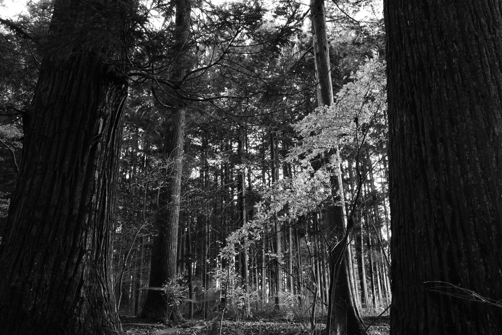 Ricoh GR IV Monochrome Digital Camera