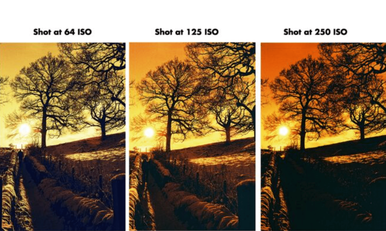 HARMAN RED 125 Redscale Film (35mm Roll Film, 36 Exposures) - B&C Camera