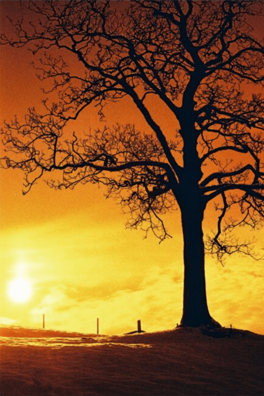 HARMAN RED 125 Redscale Film (35mm Roll Film, 36 Exposures) - B&C Camera