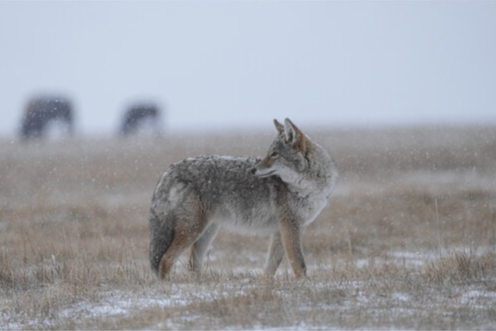 Shop Sony FE 400-800mm f/6.3-8 G OSS by Sony at B&C Camera